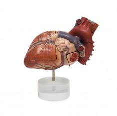 Heart Diagram