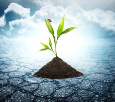 Soil Lacks Minerals